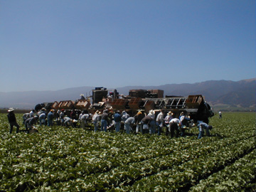 feild workers in lettuce feilds